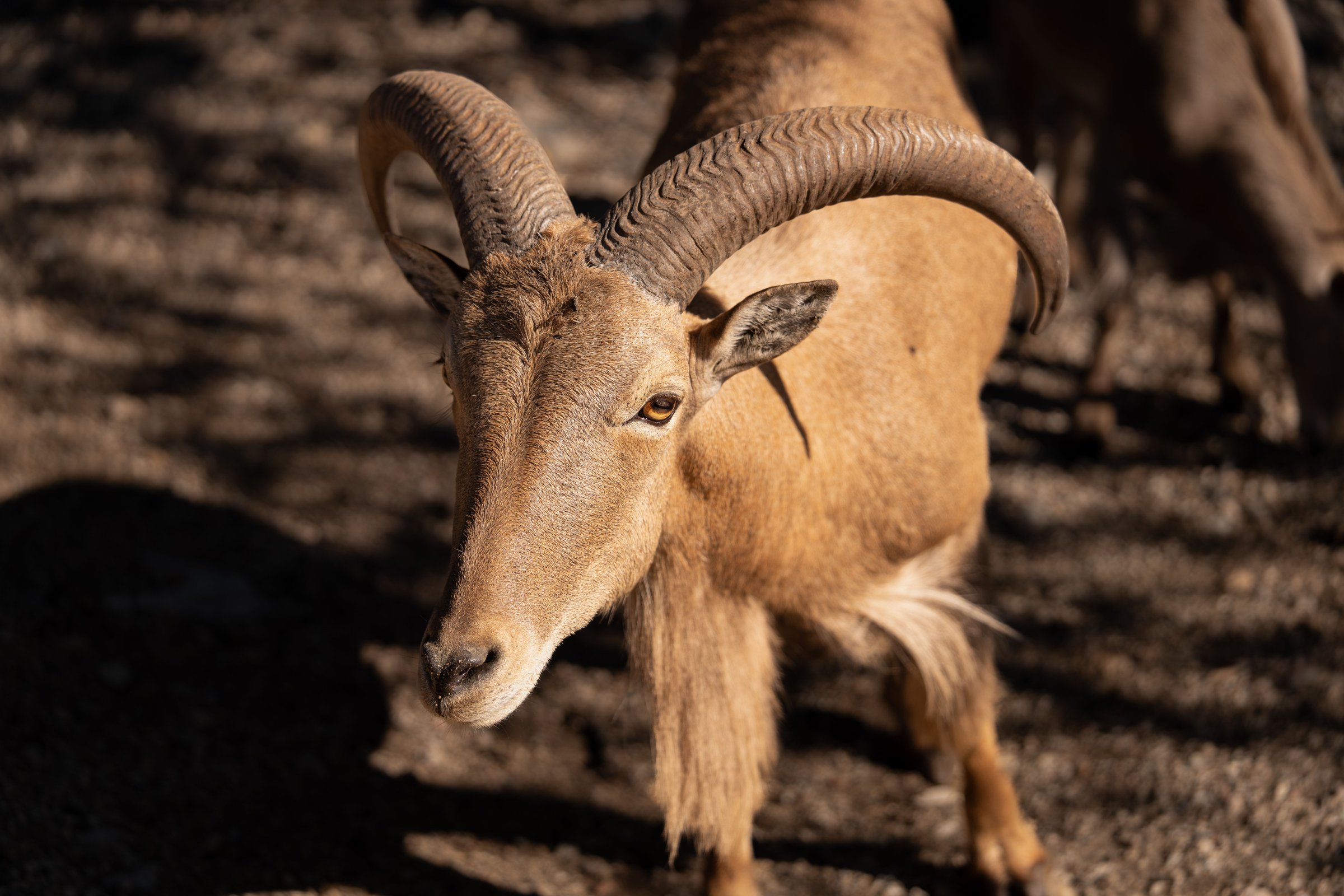 Aoudad ram with curved horns walking across bare ground