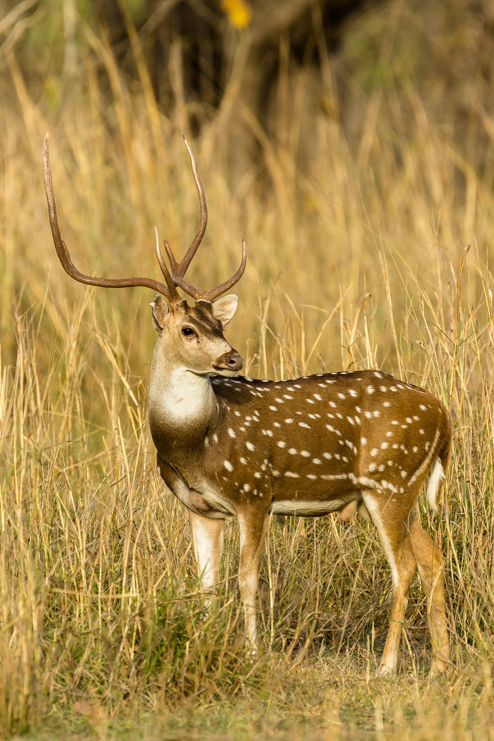 Axis deer buck with a spotted coat standing in tall golden grass
