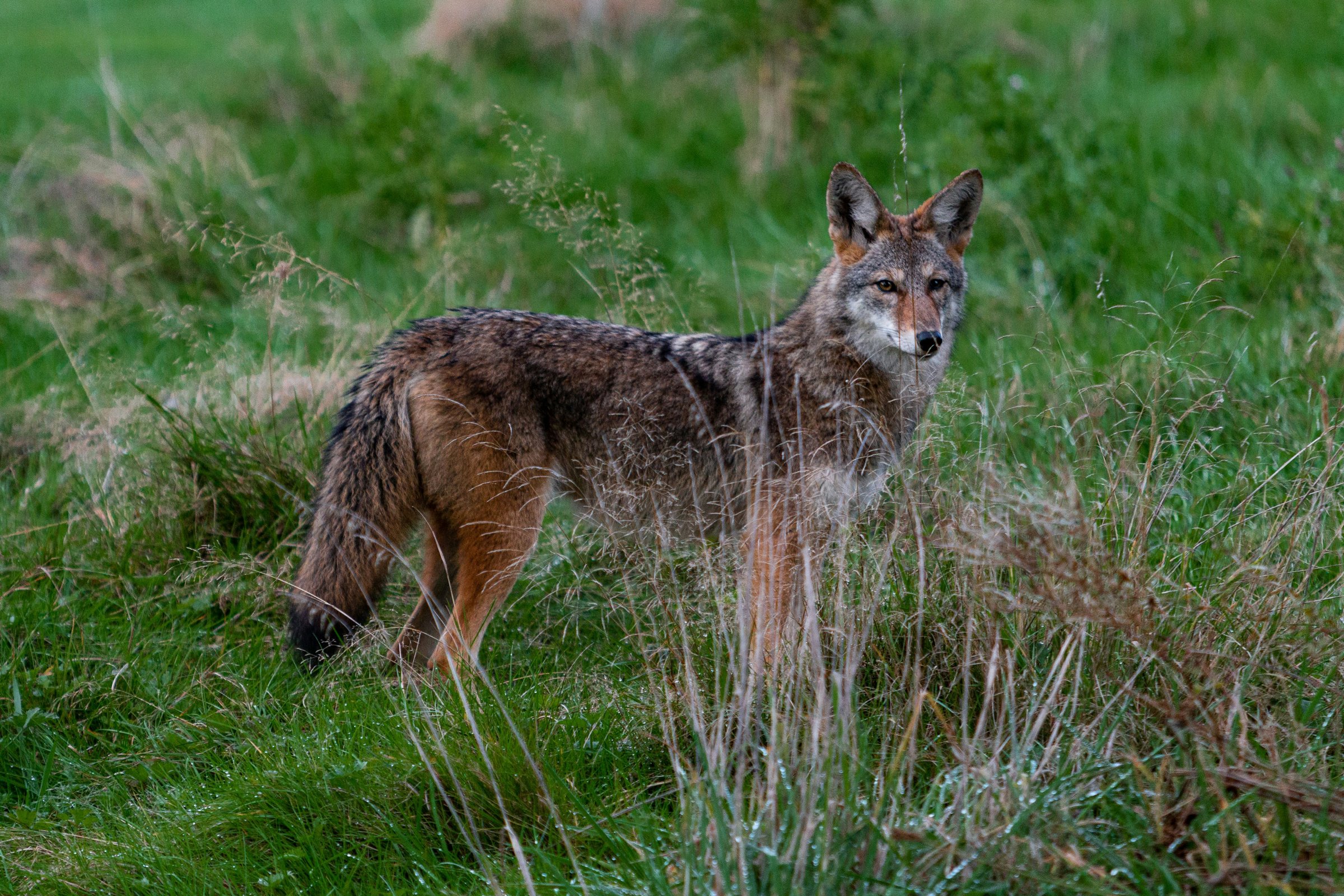 Coyote standing in green grass