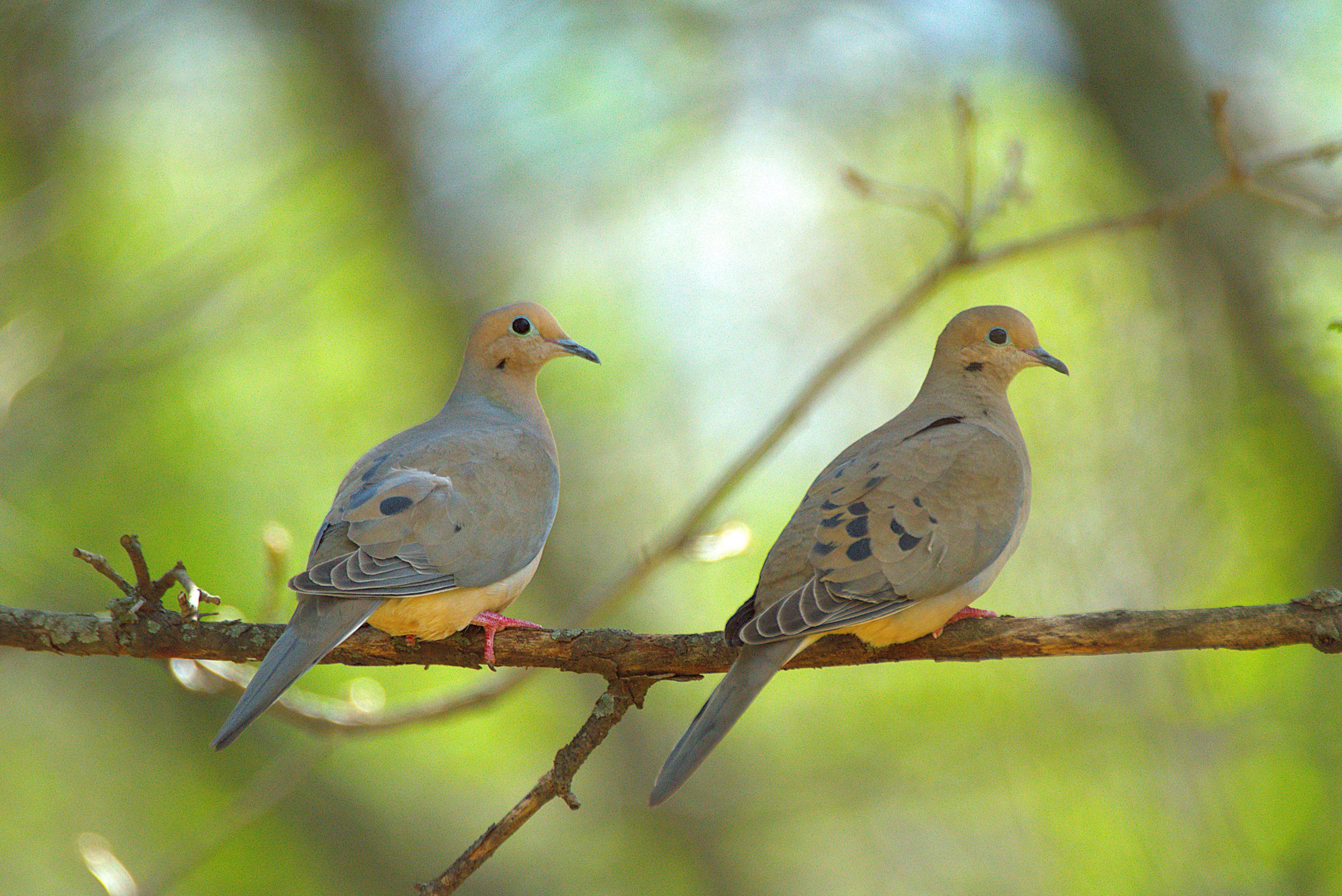 Two mourning doves perched on a branch