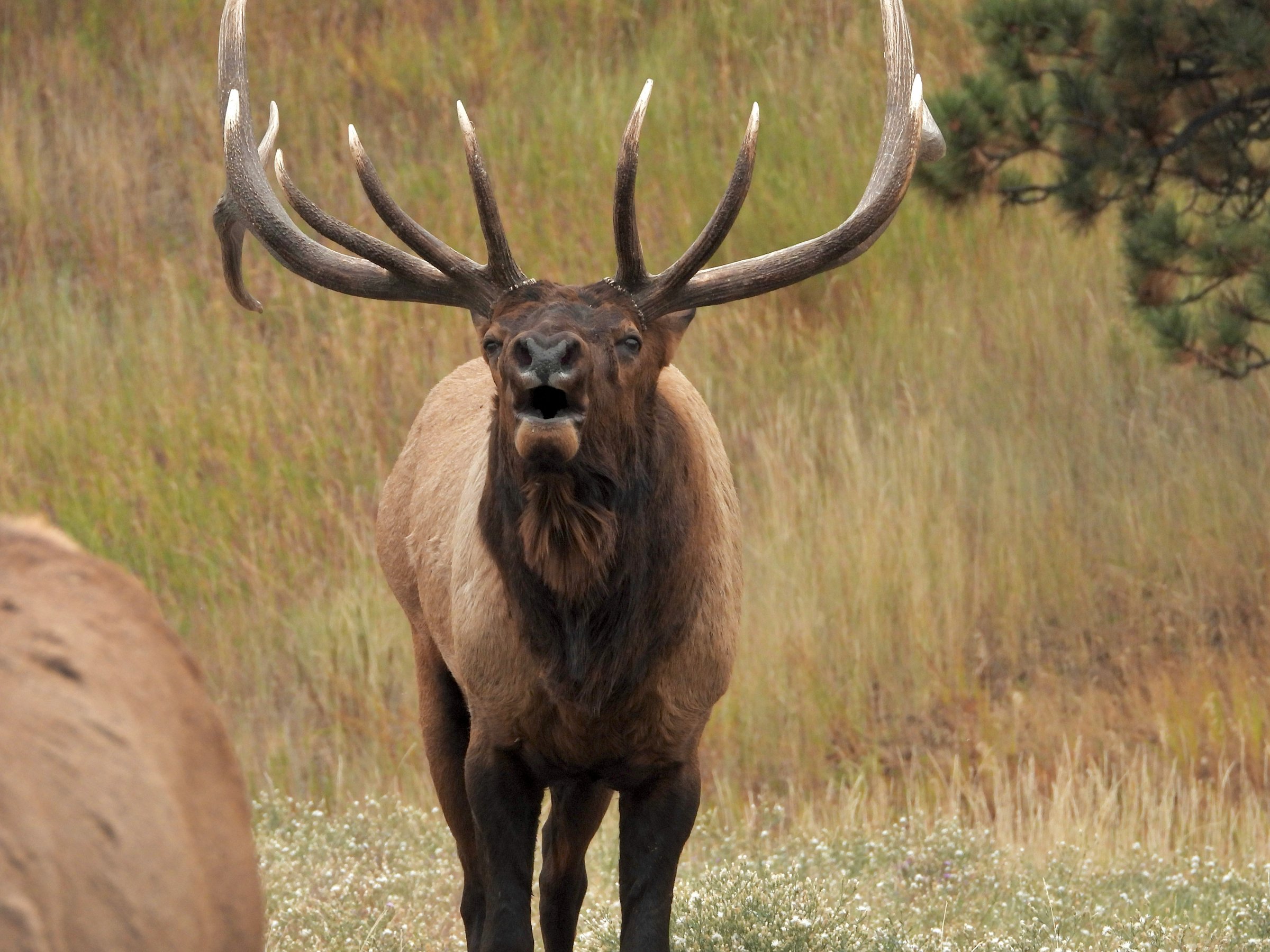Bull elk with large antlers bugling in a grassy field