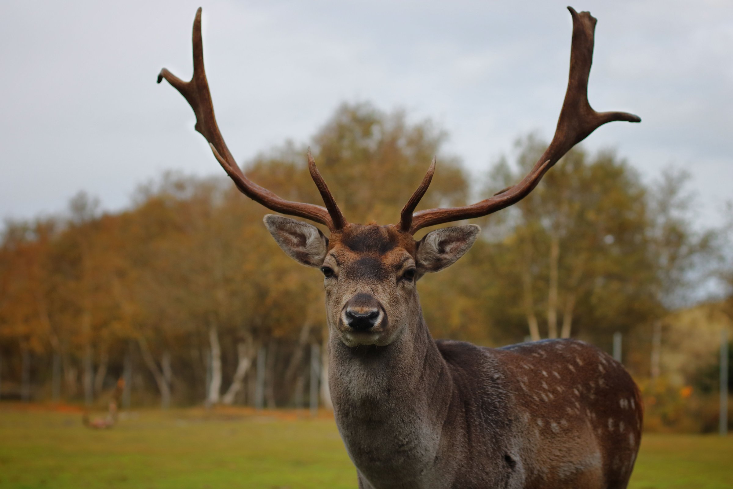 Spotted buck with tall antlers in a pasture lined with fall trees