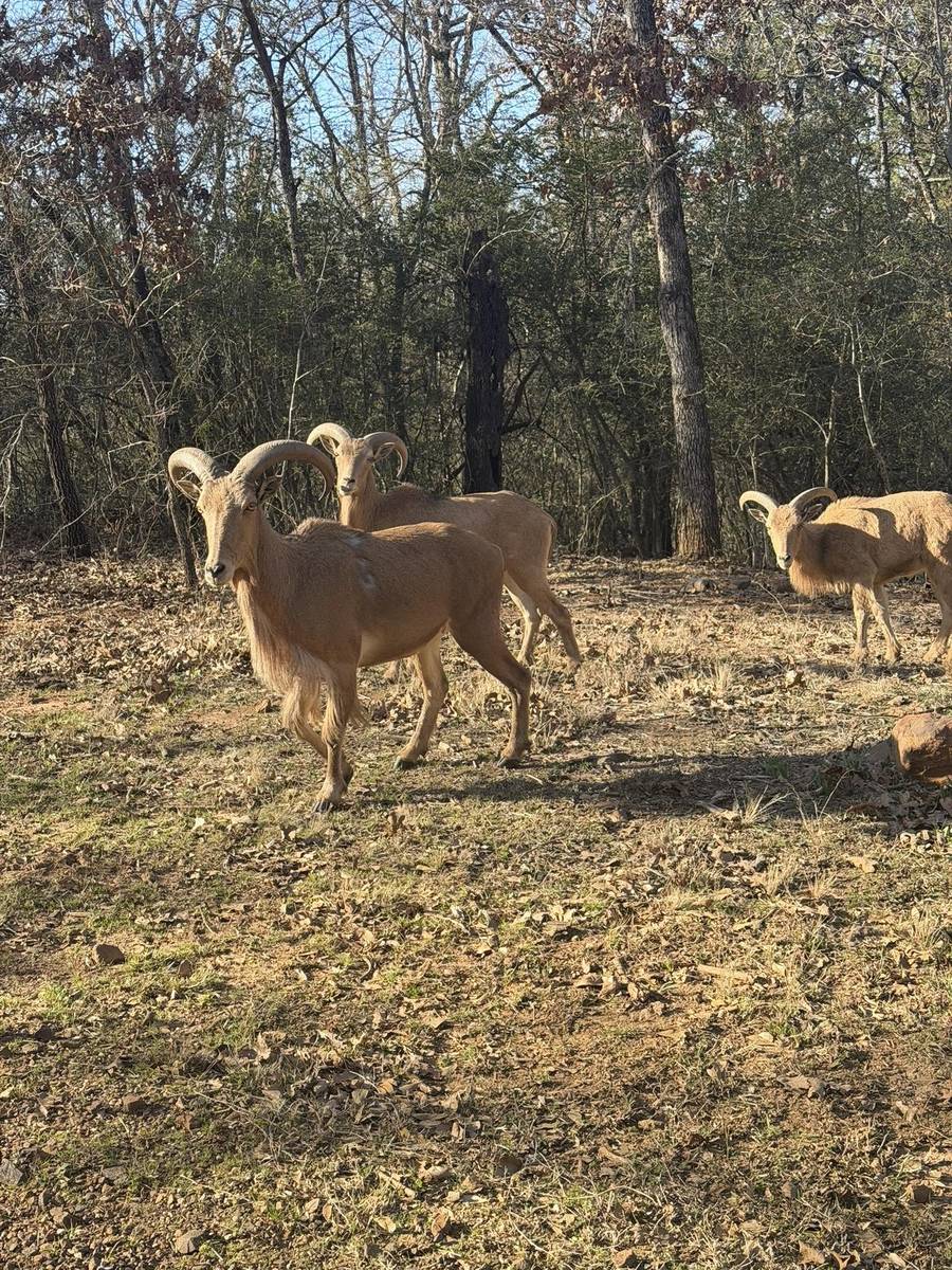 Borregos aoudad entre encinos en el rancho