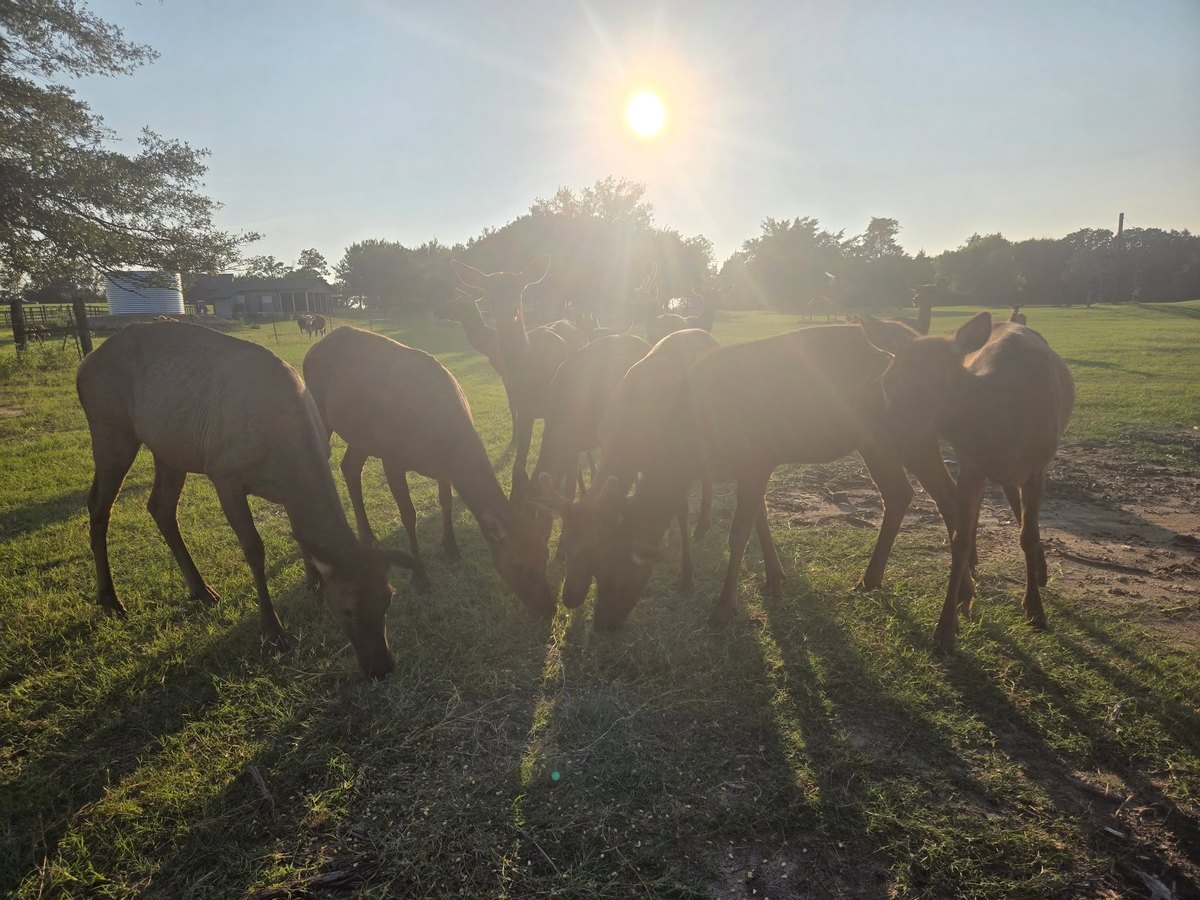 Manada de elk a contraluz al amanecer en el rancho