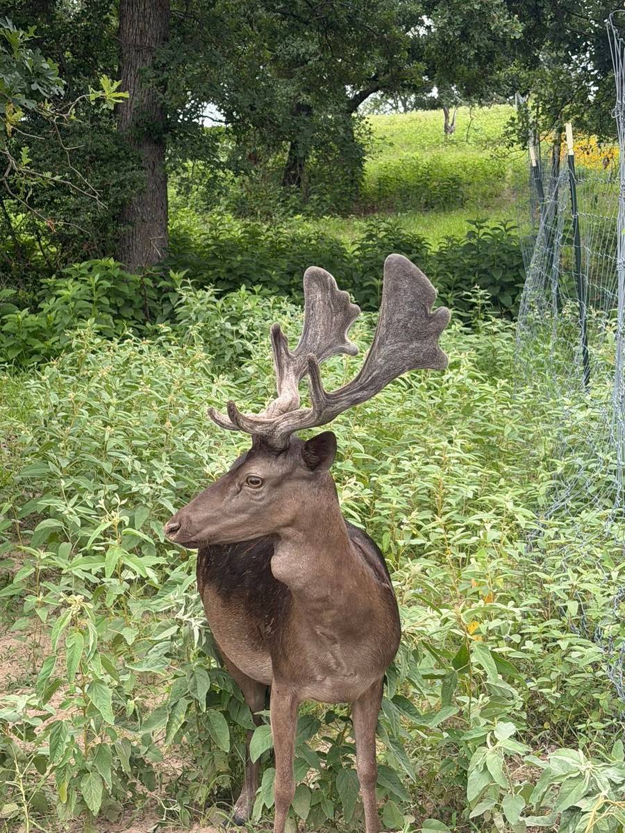 Gamo macho con astas en terciopelo entre la vegetación
