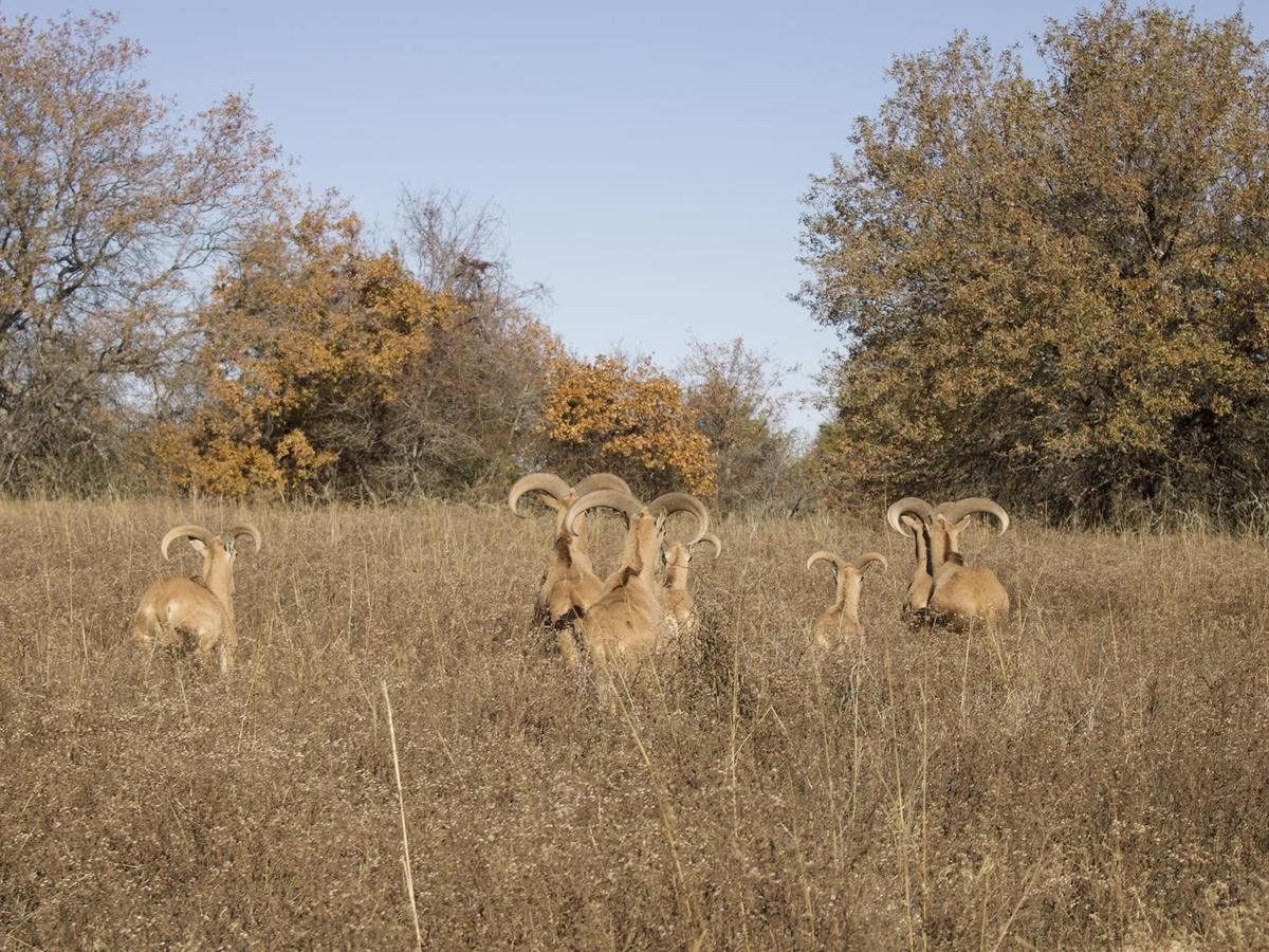 Manada de aoudad en pasto seco con colores de otoño
