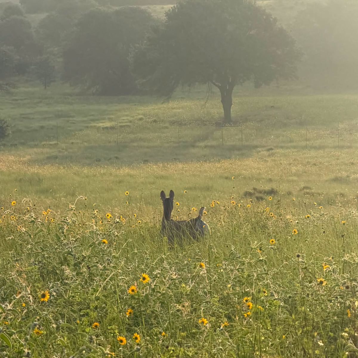 Venado en una pradera de flores silvestres con neblina a la hora dorada