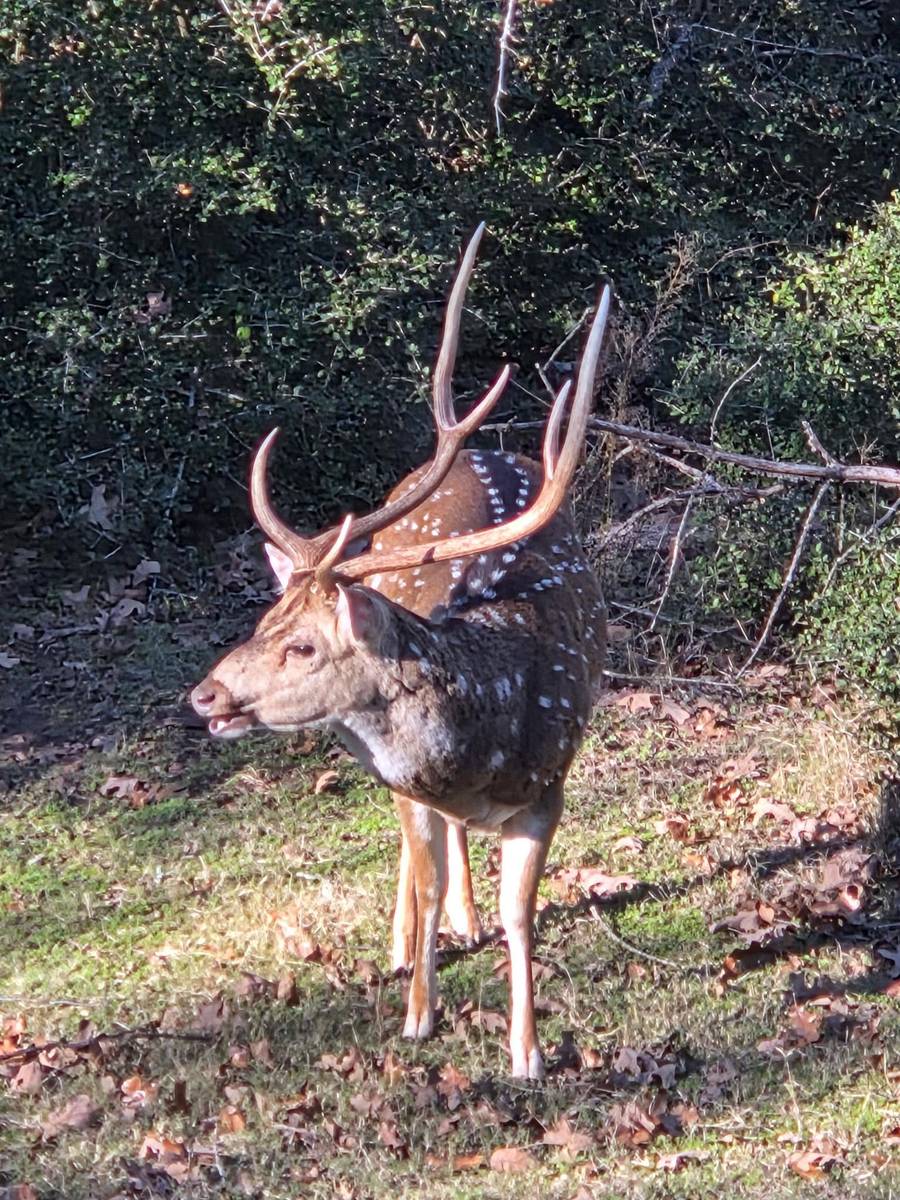 Ciervo axis macho con astas duras en el bosque