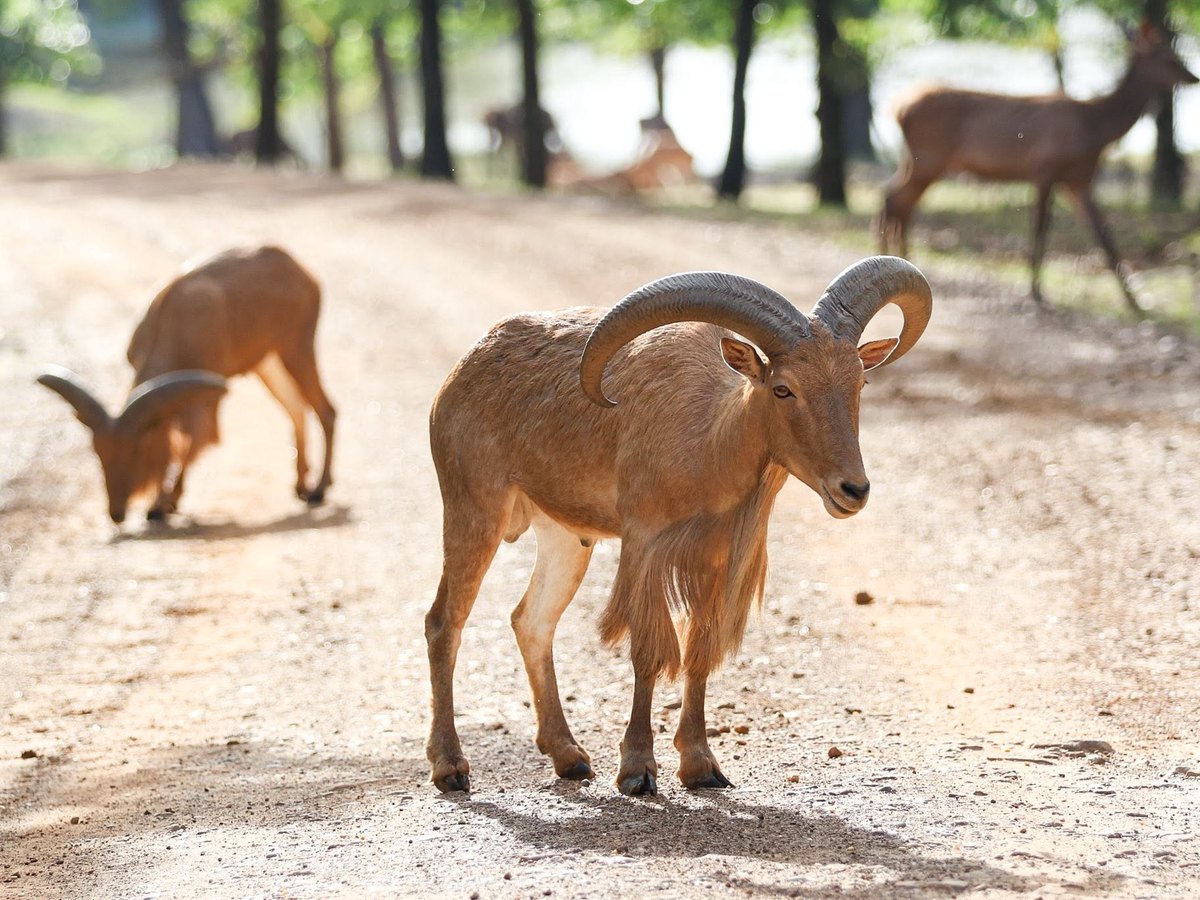 Aoudad en un camino del rancho, con venados al fondo