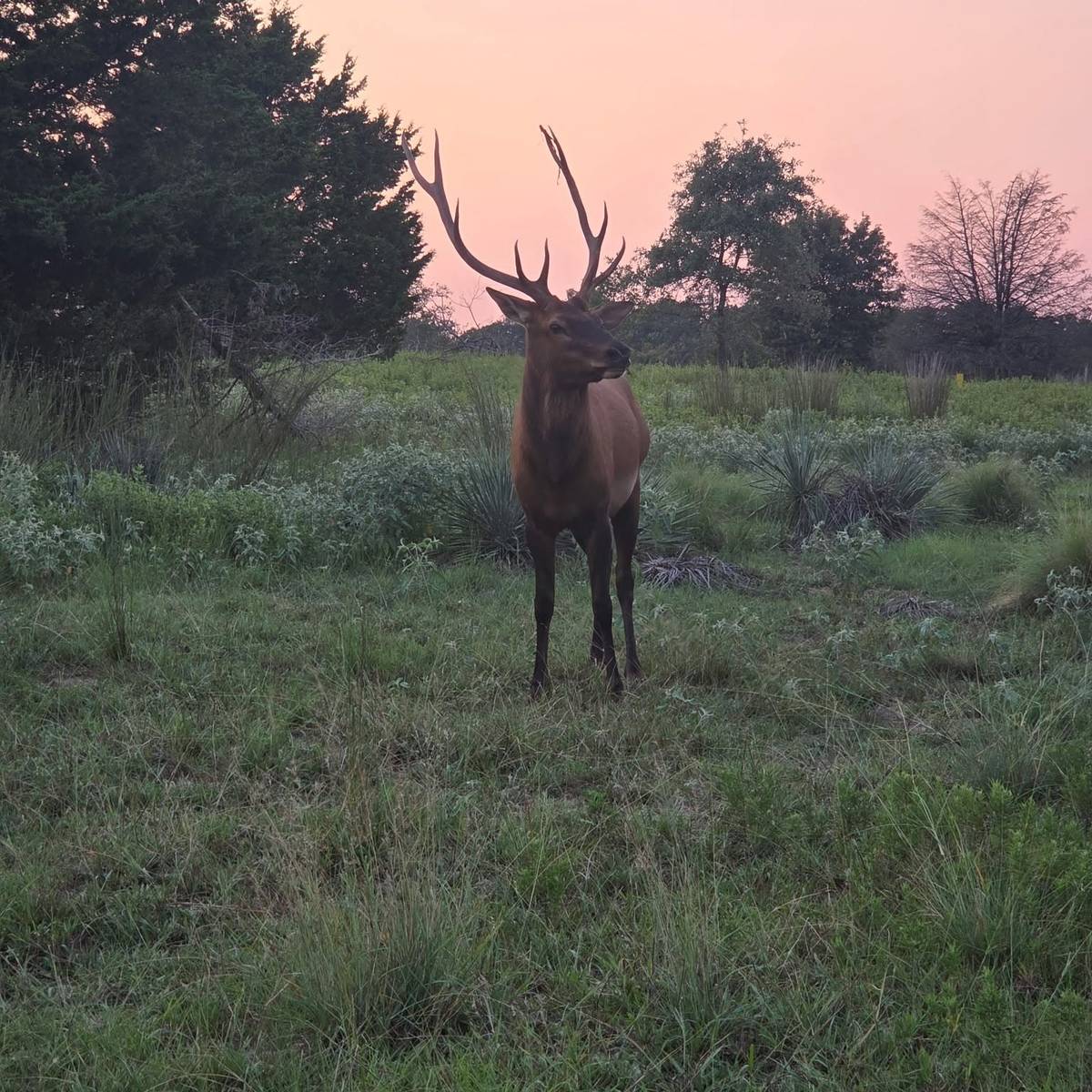 Elk macho al atardecer con cielo rosado