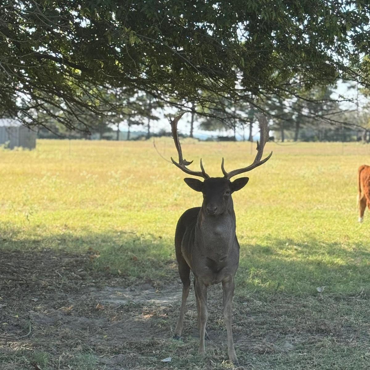 Gamo macho negro en campo abierto