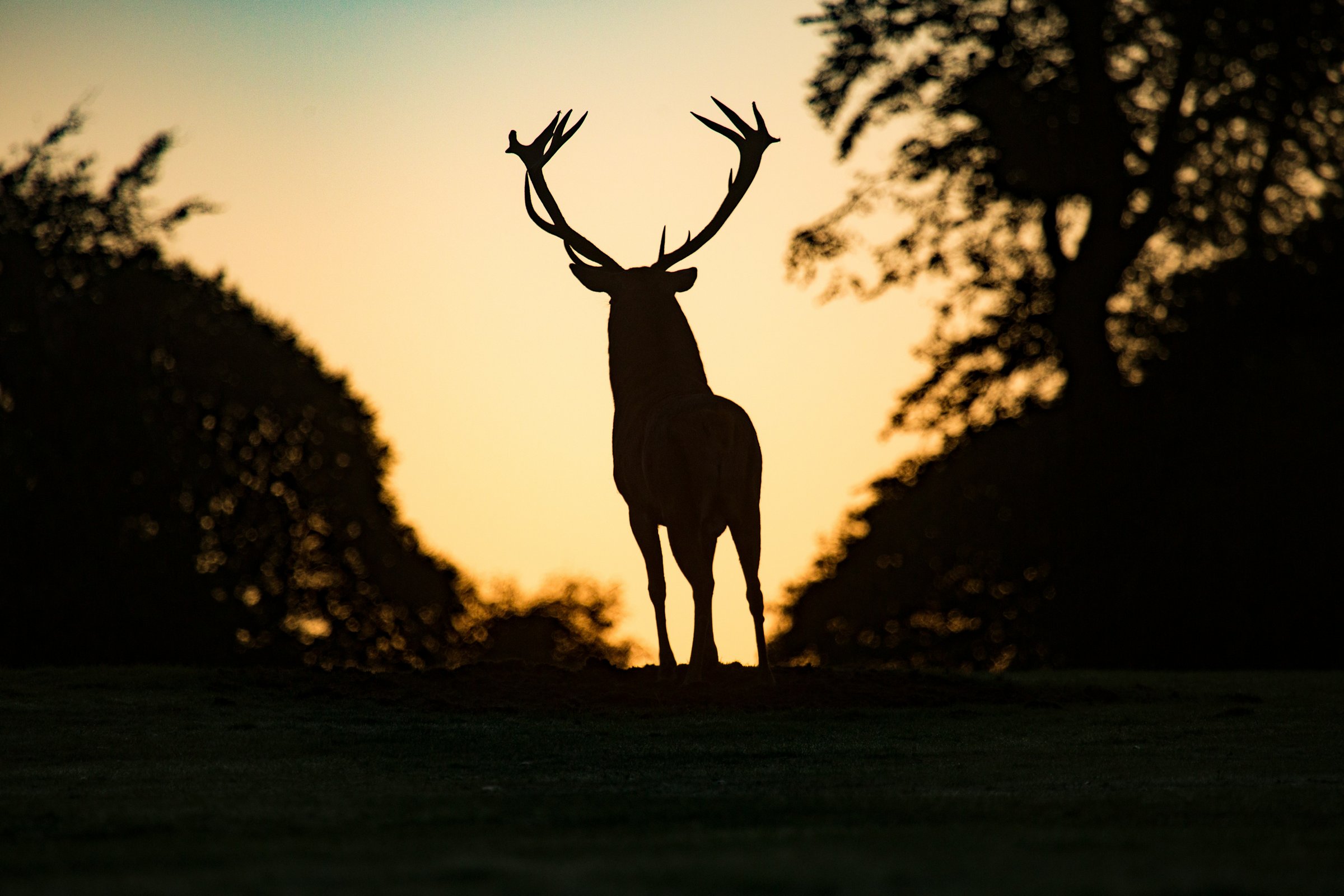 Stag silhouetted against a sunrise sky between two tree lines