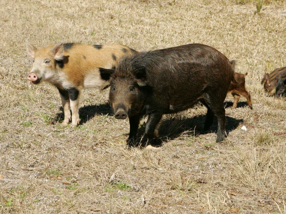 Two wild hogs standing in dry grass