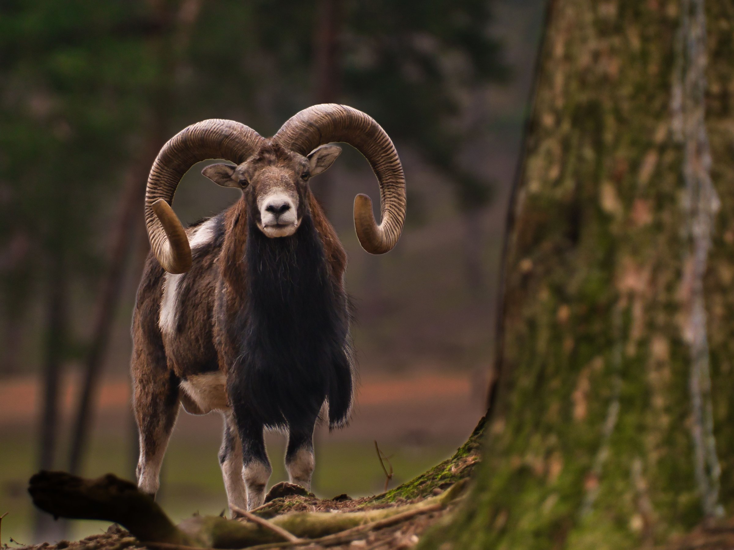 Mouflon Hunts in Eustace, TX | R4U Ranch