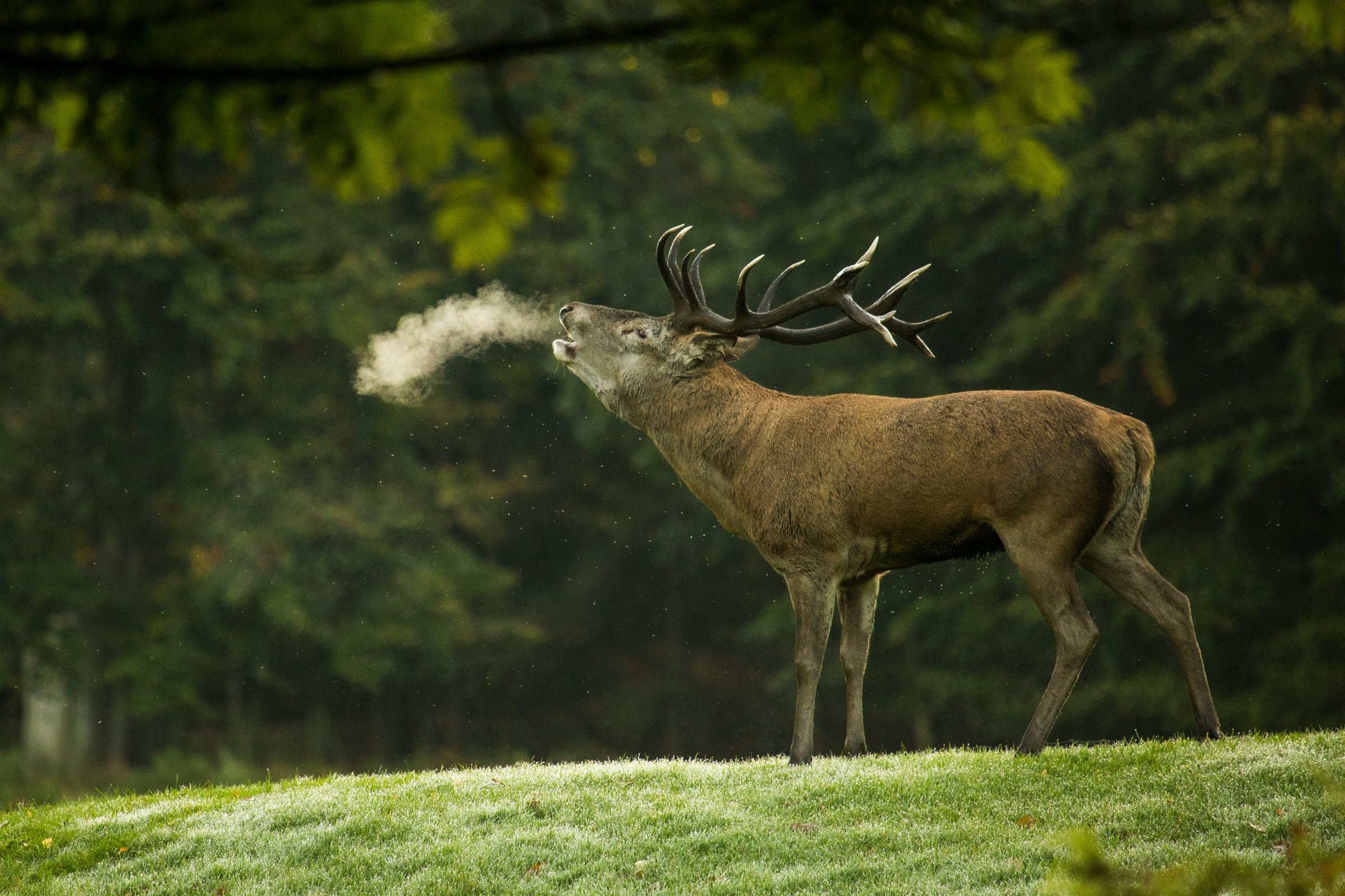 Red stag bellowing on a cold morning, breath visible in the air