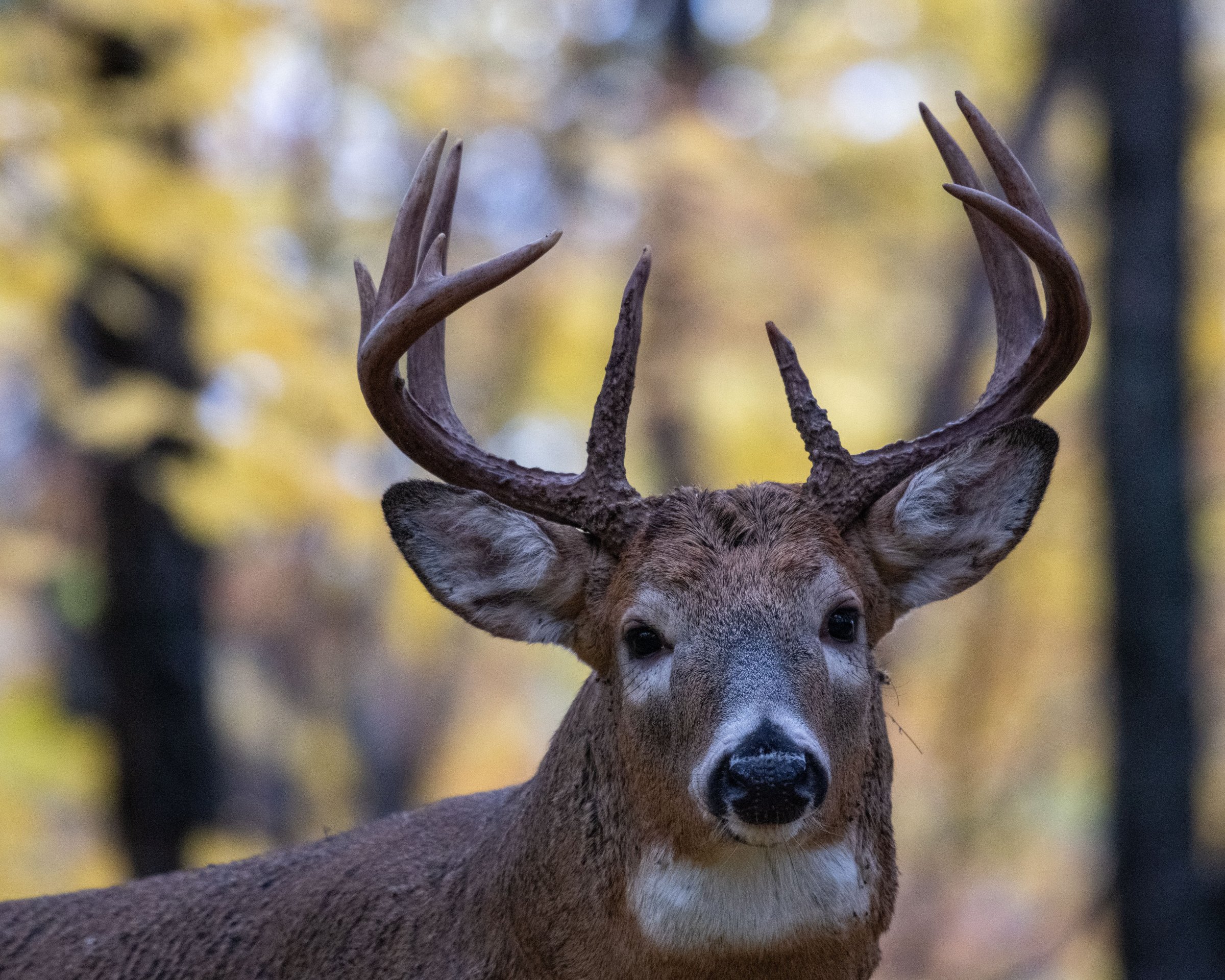 Whitetail buck with a wide rack in fall woods